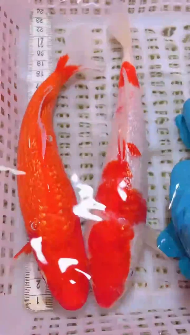 锦鲤冷水观赏鱼全场包邮56