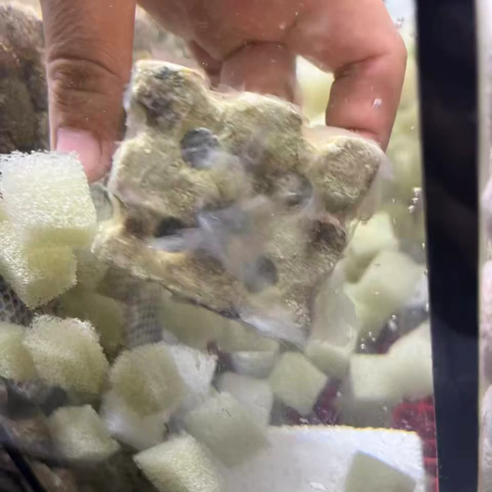麦宝菌方鱼缸过滤材料净水培菌硝化菌方周转箱鱼缸鱼池菌方