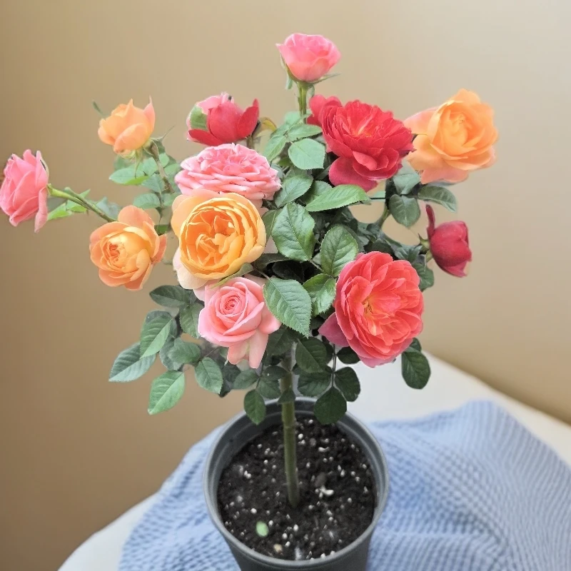 月季棒棒糖树桩大花浓香月季多季节开花盆栽植物耐寒适合南北种植