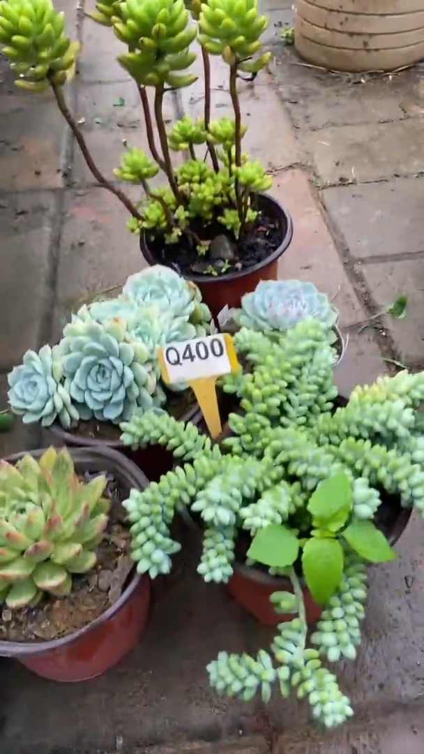 Q400多肉组合默认脱土发货