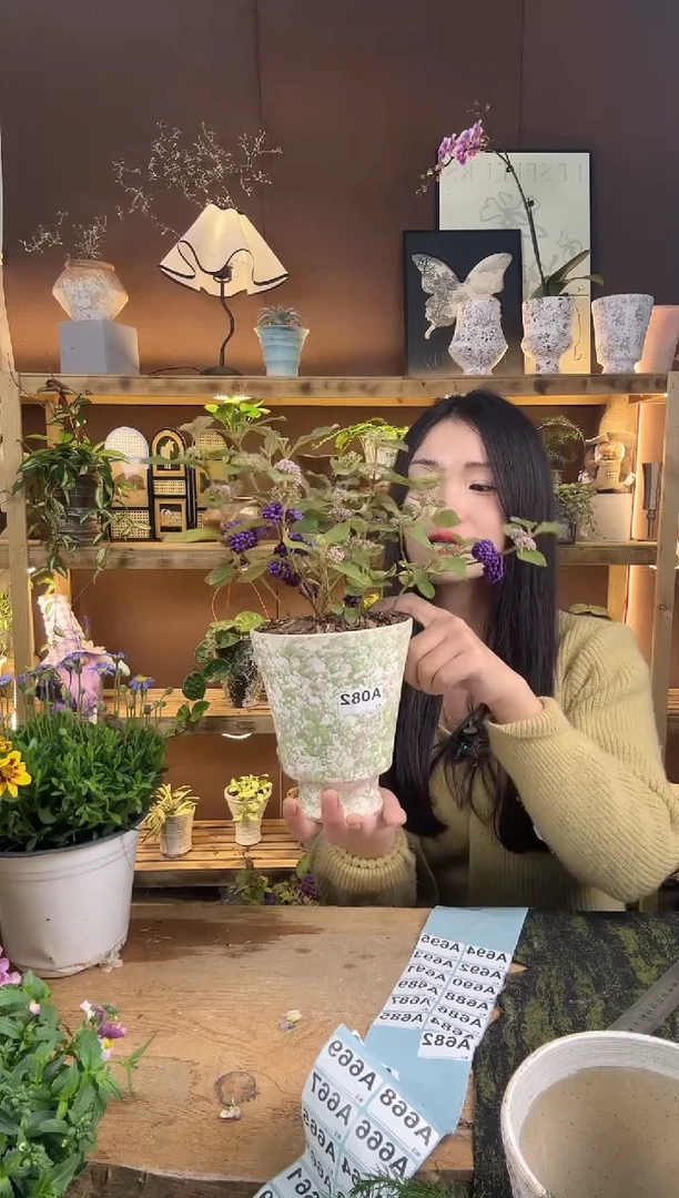 无花朵082紫珠加盆一套