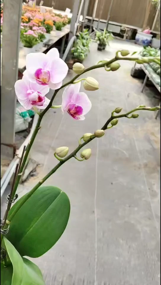 完全开放小白兔 闪购 店长优选