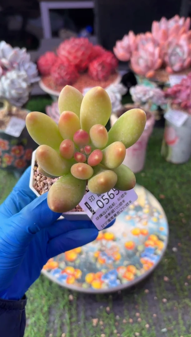 昆明印象多肉0565