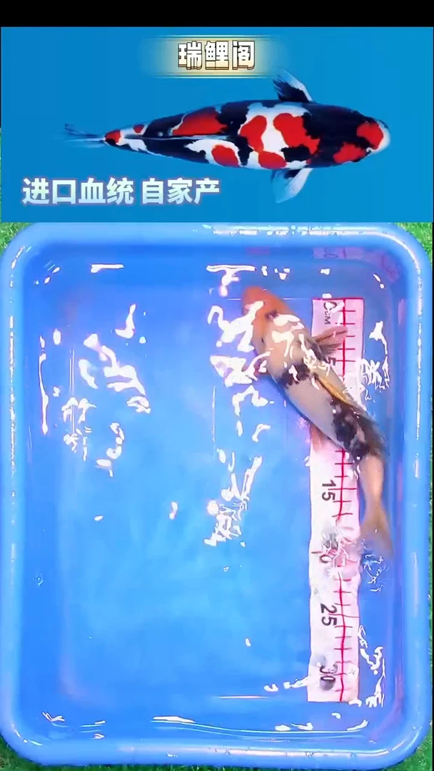 锦鲤瑞鲤阁精选--8