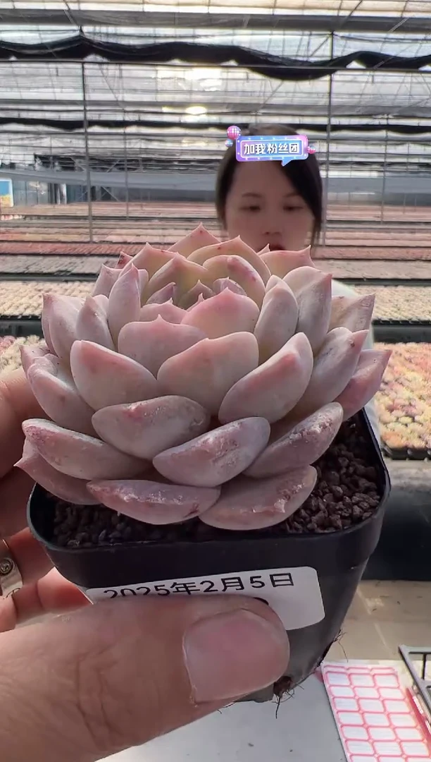 【闪购商品】海梦-8