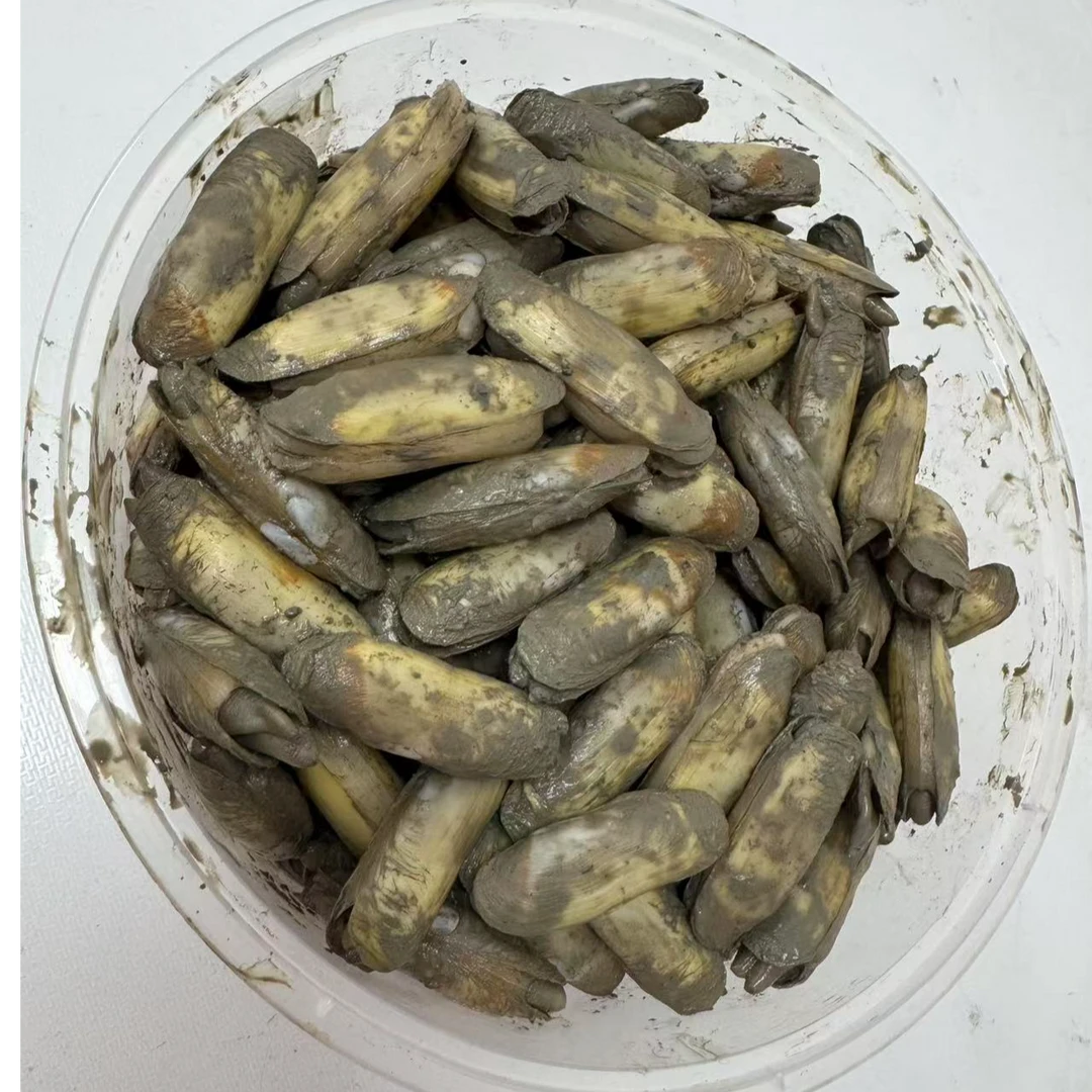 哆头蛏现挖不泡水