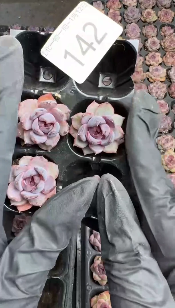 【闪购商品】142号到手3棵--江北多肉