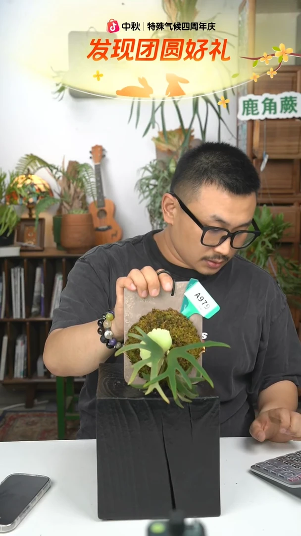 不开花植物A979-珍妮鹿角蕨tc