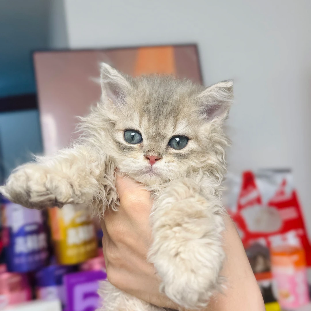 来了姊妹-蓝金塞凯猫 弟弟 1130