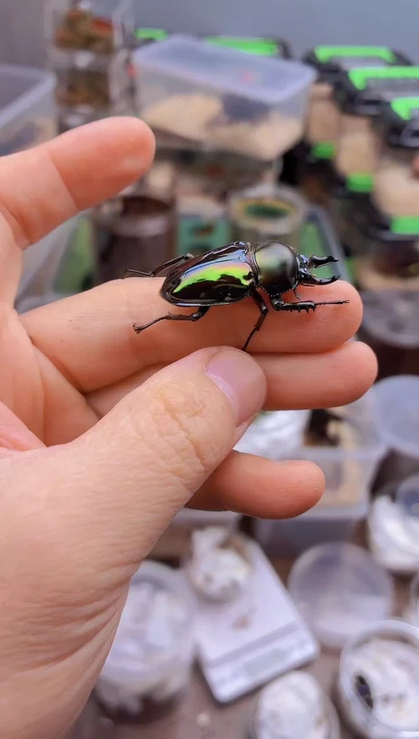 极光色小牙公彩虹锹甲成虫一只