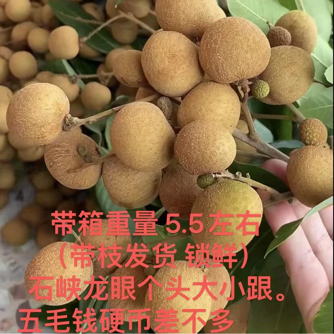 【顺丰包邮】石硖龙眼产地直发新鲜当季桂圆肉厚脆甜（带枝发货）