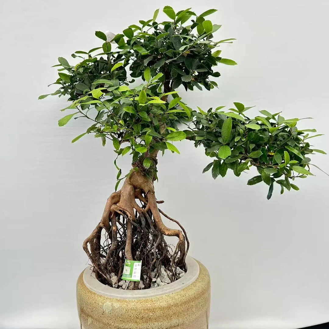 蚊母树水培盆景室内室外绿植四季常青好养植物