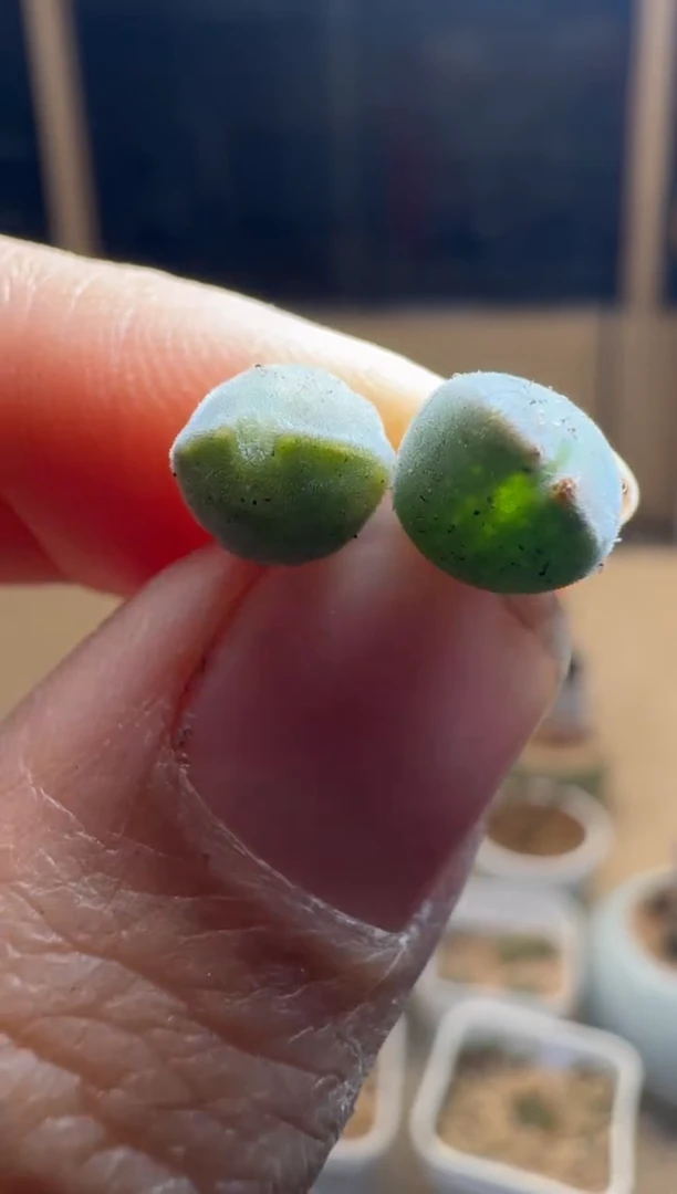 【闪购商品】1/24-304