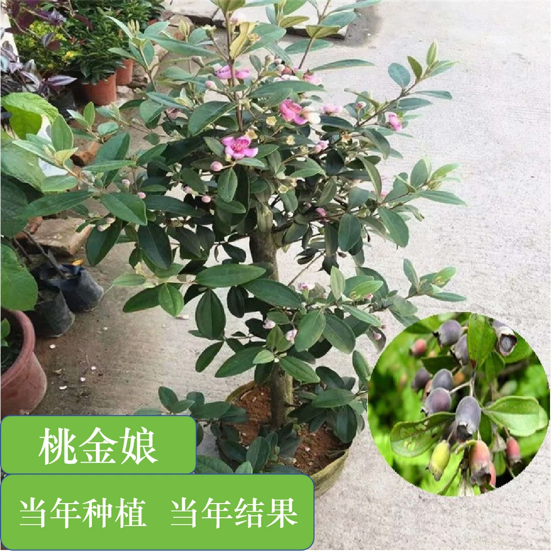 广西正宗桃金娘捻子树苗适合别墅庭院种植四季观赏绿化盆栽
