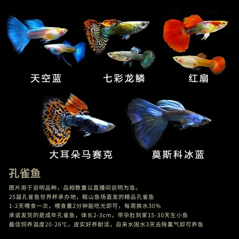 孔雀鱼5种颜色好养奈活