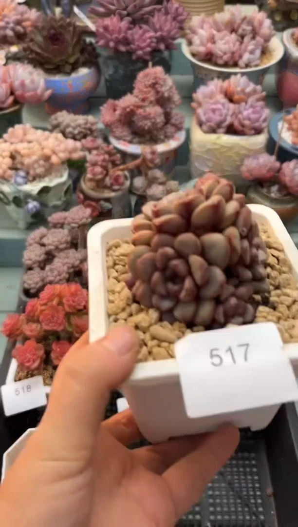 517群生葡萄多肉