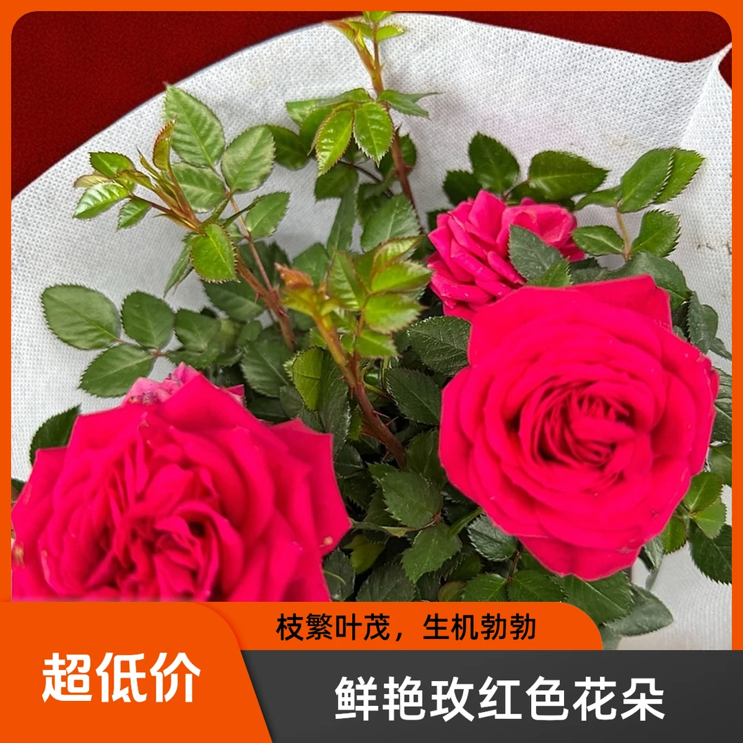 玫瑰花苗带花带花苞花卉植物盆栽室内庭院阳台
