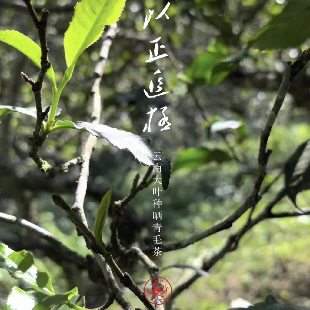 2025年易武浮生若茶专属【9.23-1】