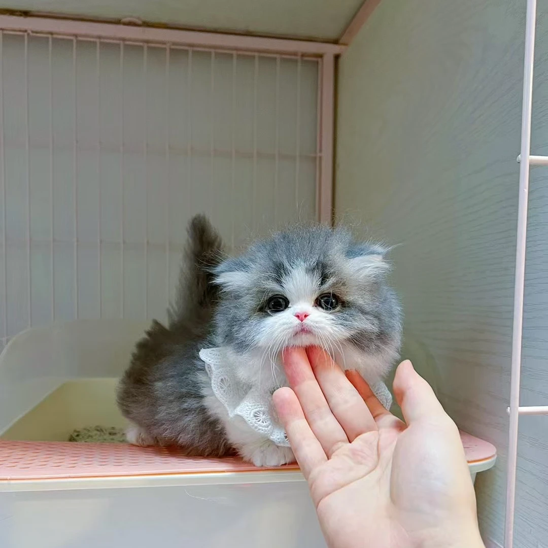 石家庄<精选萌宠>