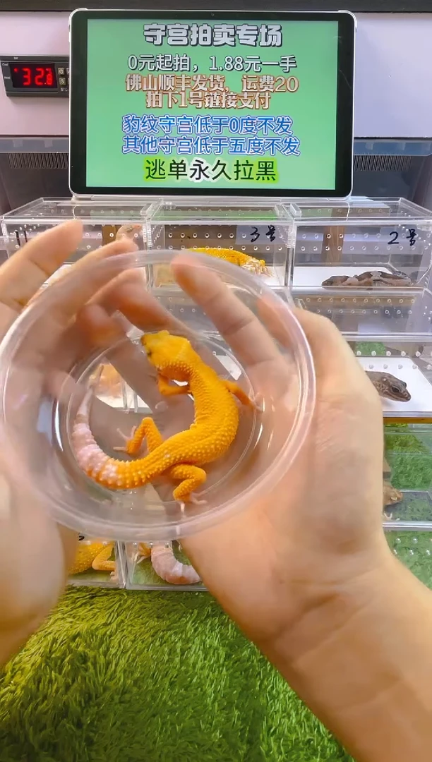 豹纹守宫豹纹肥尾瘤尾苗子亚成成体