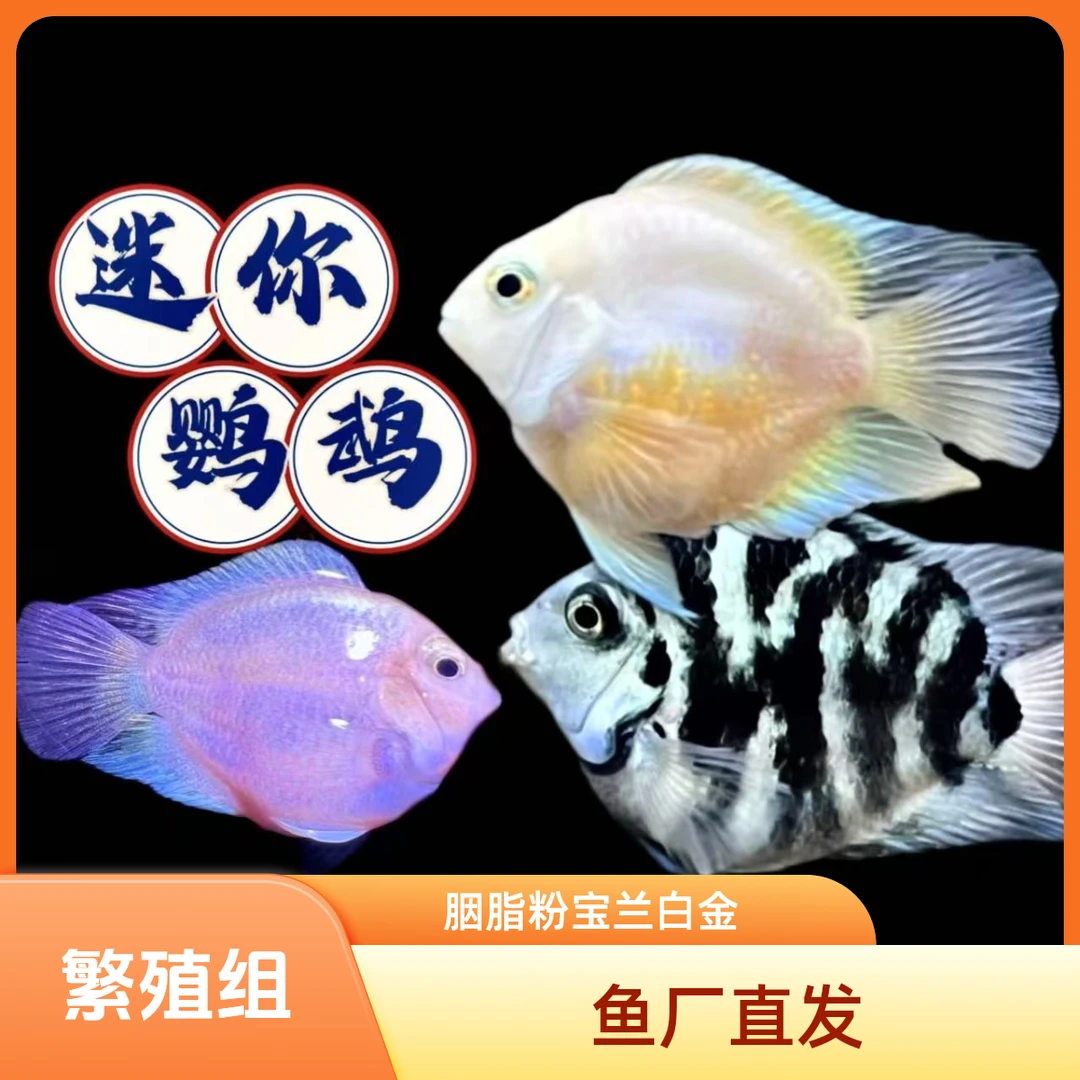 胭脂粉三色迷你鹦鹉小型观赏鱼宝蓝白金繁殖组