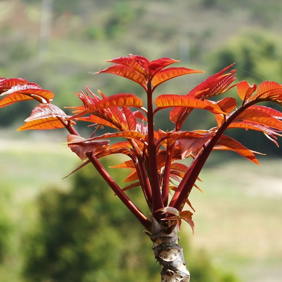 【密水田园】头茬香椿半斤/一斤椿京东包邮
