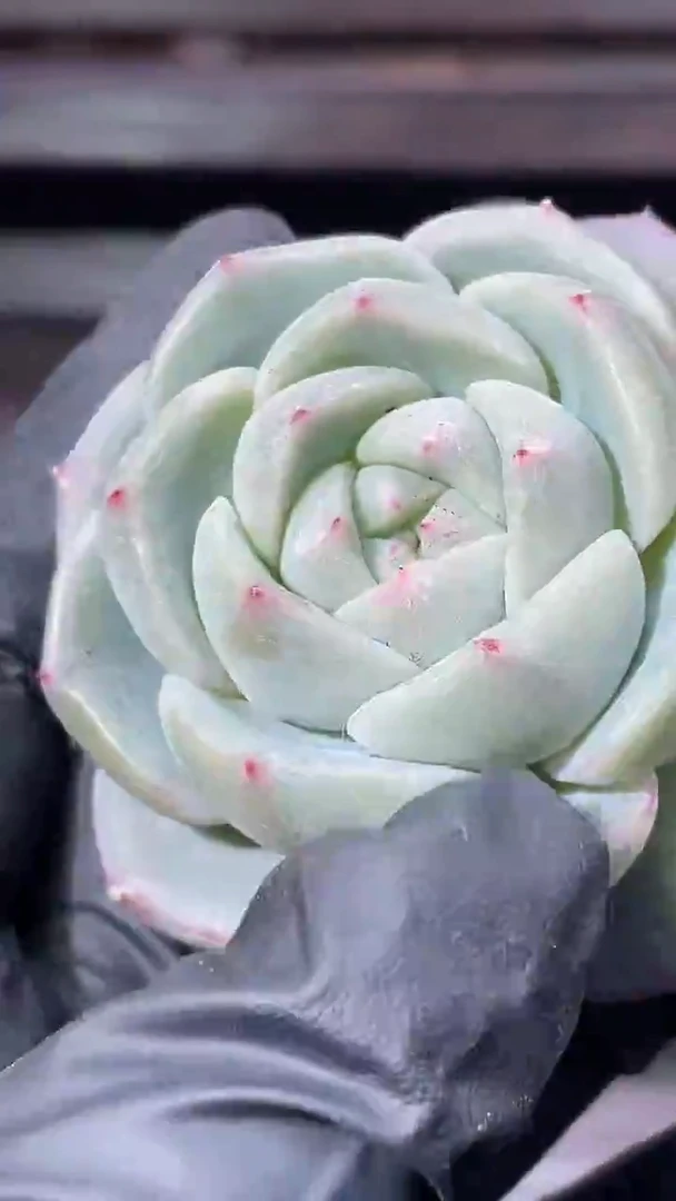 36-57 新翡灯4-5厘米量拍发一颗