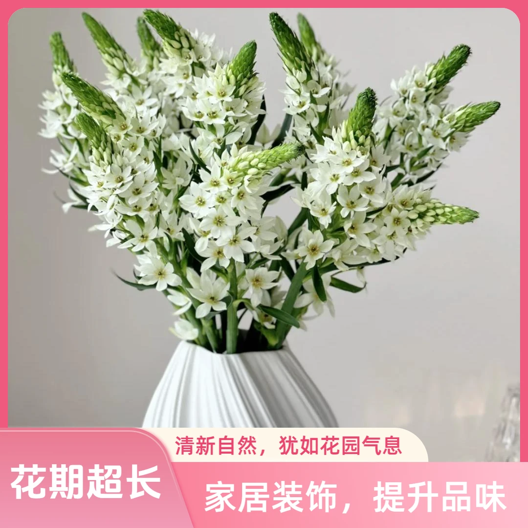 【杨苏莹花房】圣心百合 鲜切花 云南鲜花直发一单顺丰冷链两单空运
