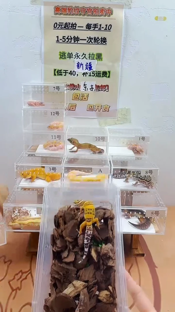 豹纹守宫豹纹守宫幼苗亚成体成体肥尾