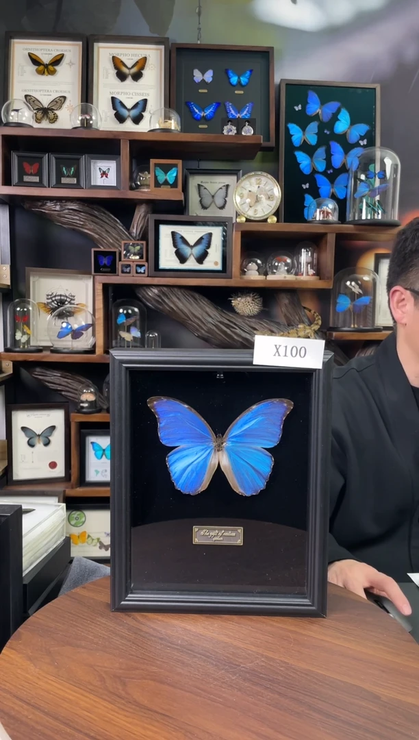 大蓝闪蝶-黑绒底版【10寸欧式框】X100瑕丝