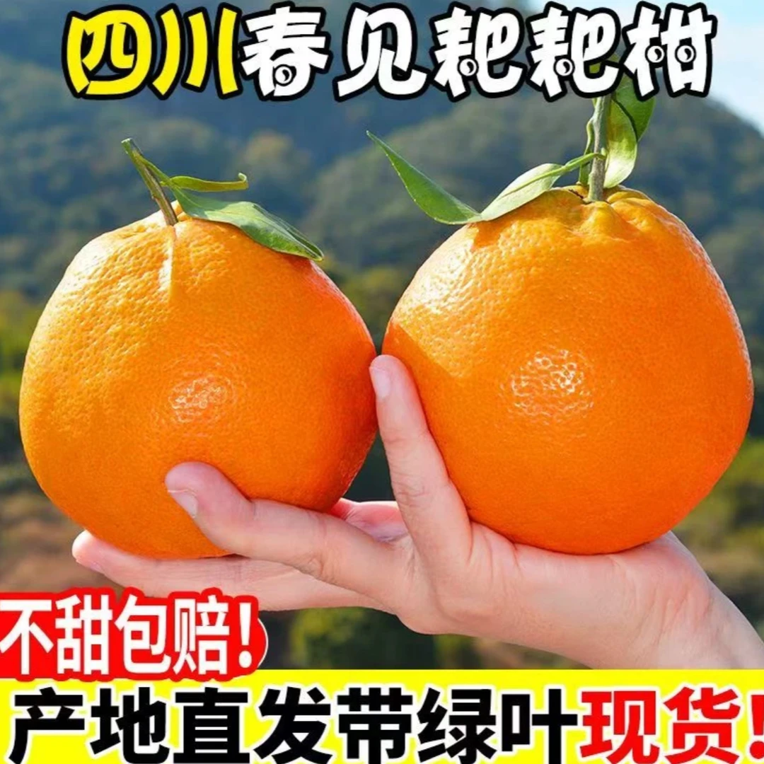 四川耙耙柑原产地现摘现发果型圆润皮薄易剥纯甜晶莹剔透TZ123