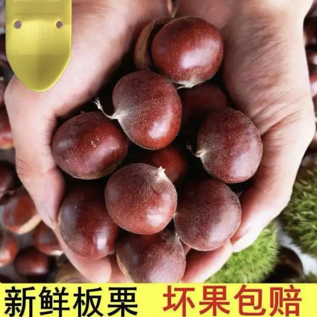 Q【买三斤送两斤】现摘现发老品种板栗香糯可口非锥栗送栗爪