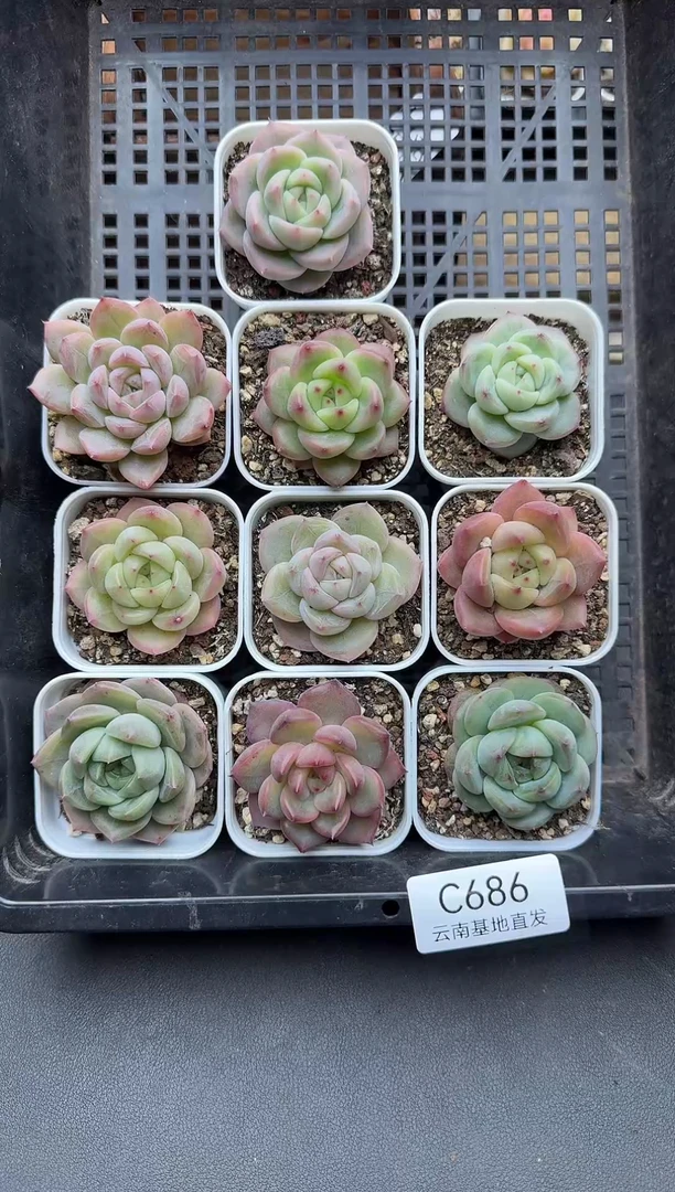 珍妮杂交多肉C686