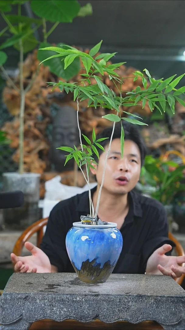 完全开放一**海菩提293+