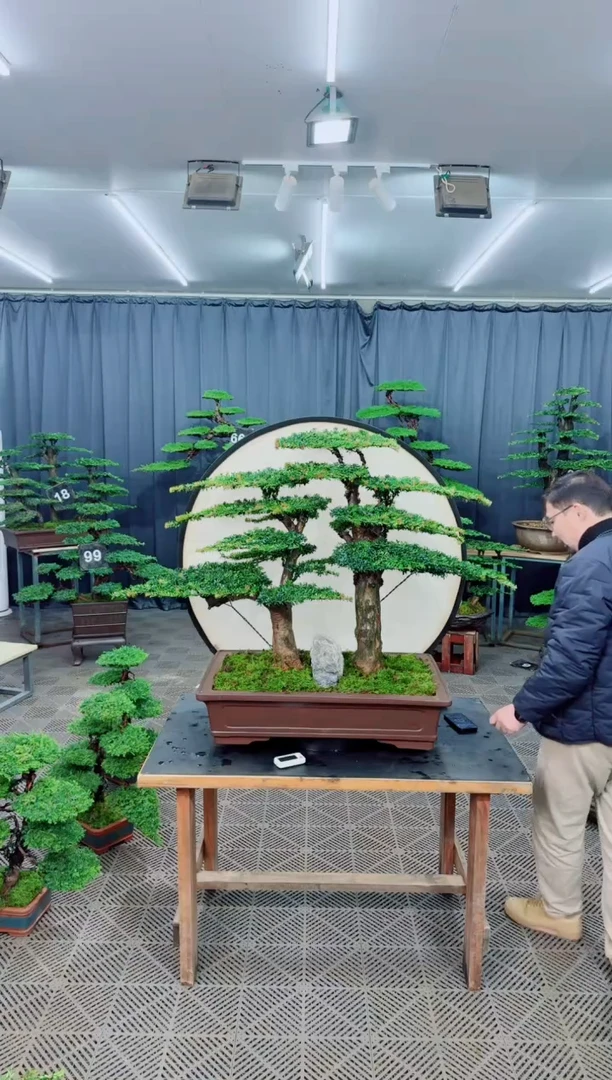 无花朵迎客松111