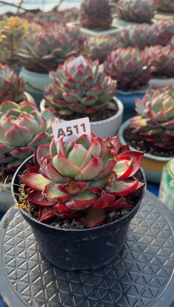 【闪购商品】A5110惊鸿仙子（裸根发货）（瑕疵）