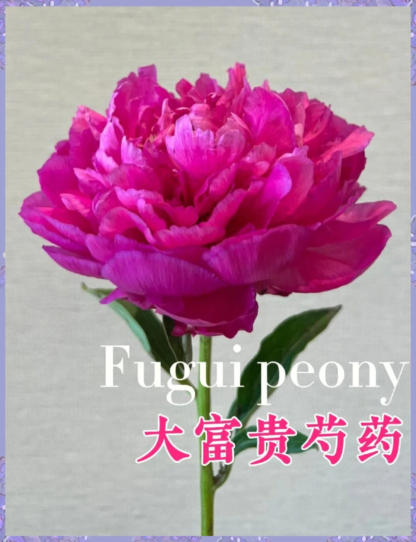 [大富贵]国产红色系重瓣芍药二年原棵苗现货菏泽直发