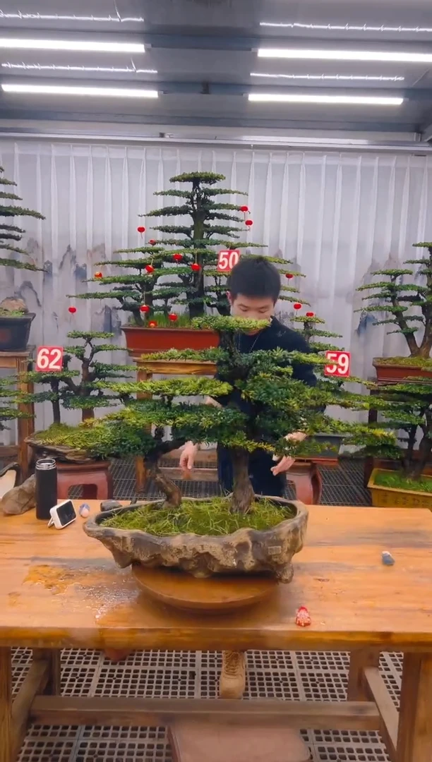 【闪购商品】紫砂精品盆景直播间一物一拍