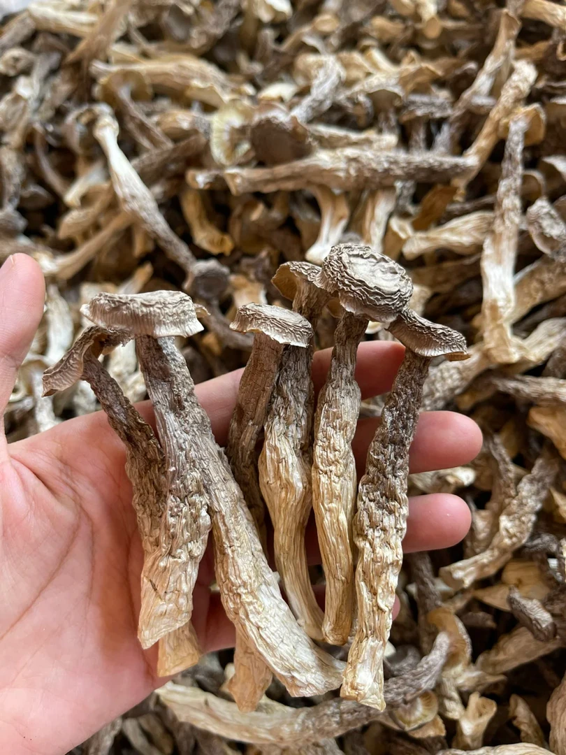 【新号福利】鹿茸菇 无熏无硫 干货鹿茸菌云南特产脆姑蘑菇香菇脆爽