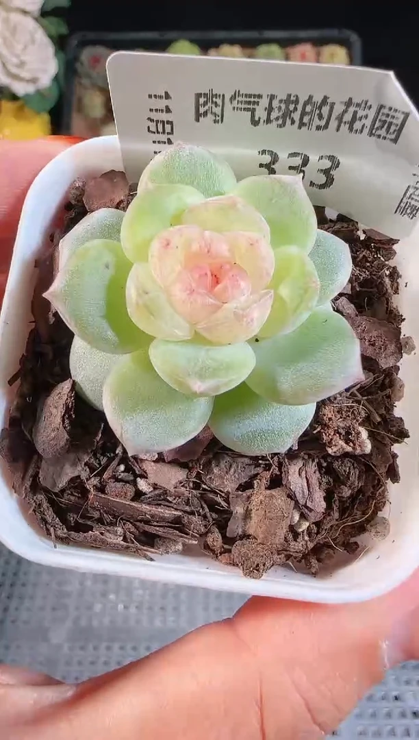 1111-333若梦（群生不包整）