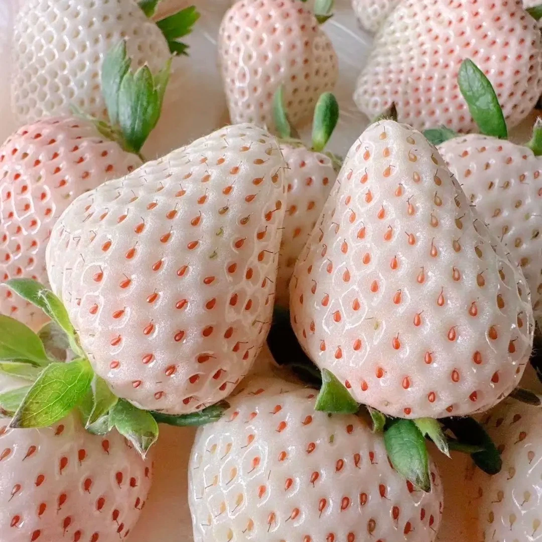白草莓 雪球草莓 梦之芙 【今年新品】15个 单盒约500g今年新品