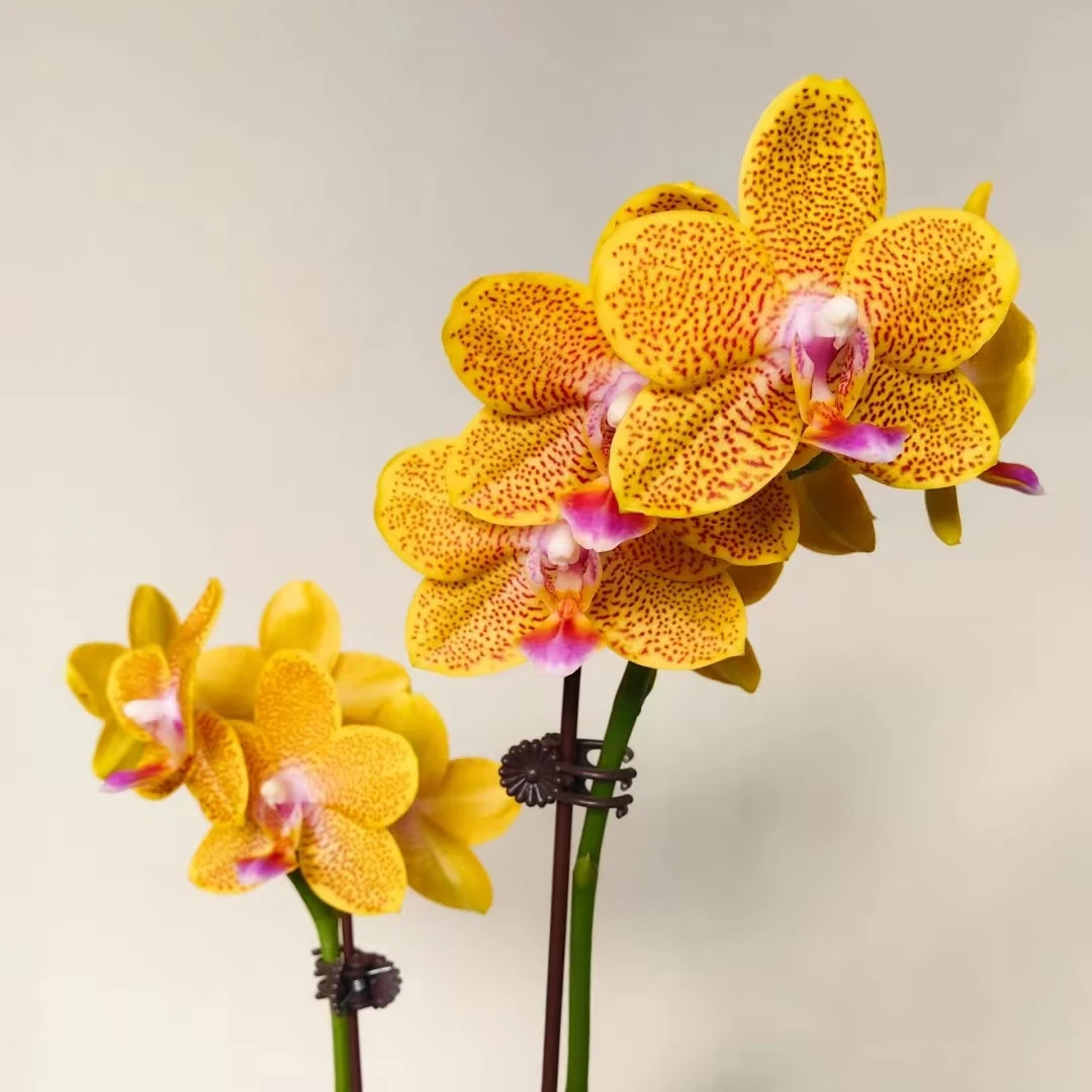 浓香型 蜡质花 保底3个花剑 【金龙】蝴蝶兰 花期7个月左右