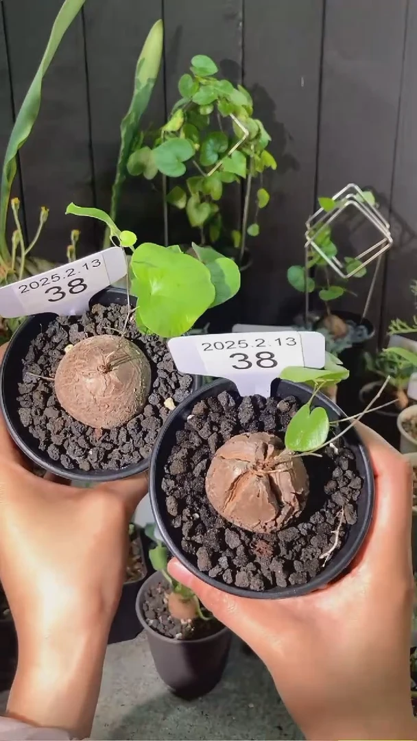 【闪购商品】南非龟甲龙2.13.38