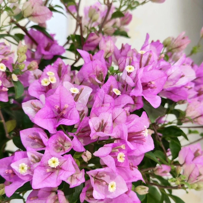 【雪紫】伊娃系列三角梅带花发货爬藤花卉四季开花好养易活盆栽