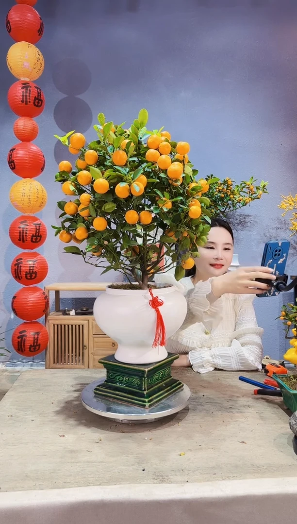 【闪购商品】盆景年桔