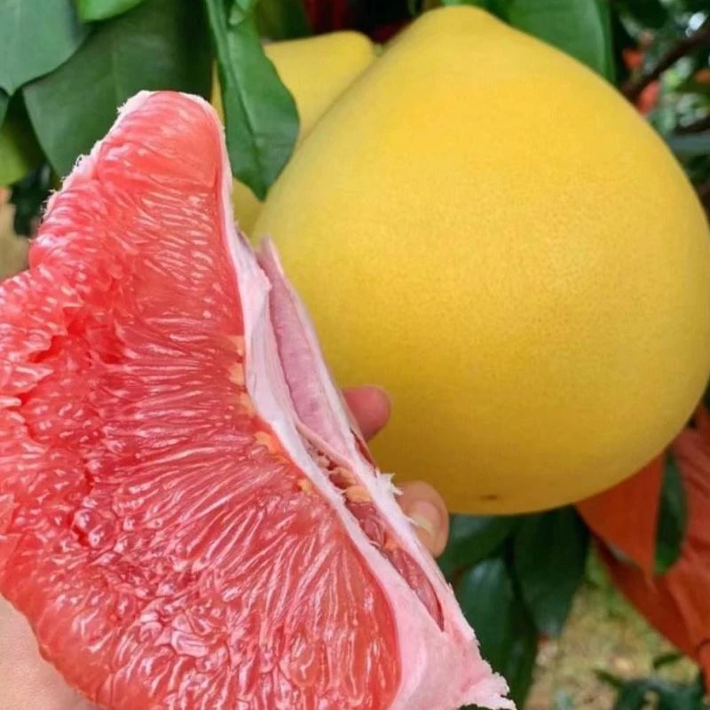 红心柚 整果 2颗/份（德信园）