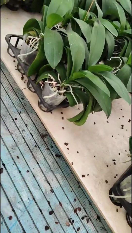 完全开放糖果（单拍不发）
