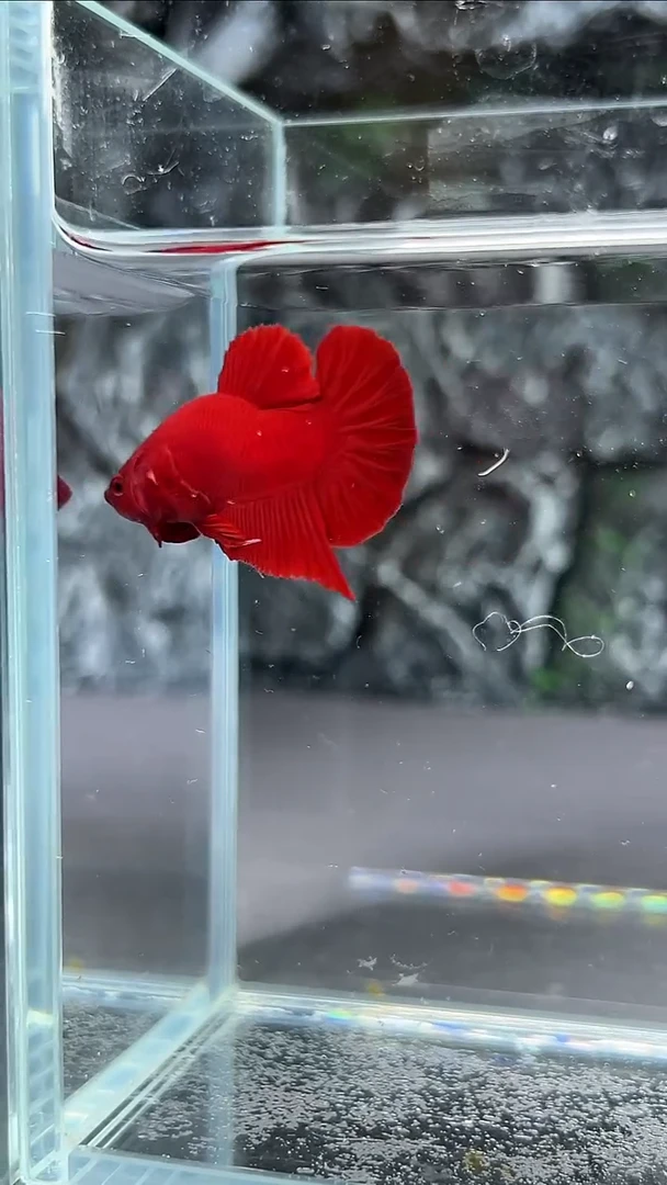 斗鱼竞拍链接A108