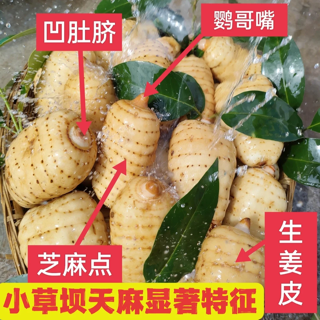 云南小草坝天麻5斤麻王果活动福利优惠多多送礼首选