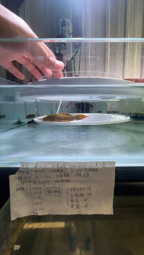 清道夫鱼5+-9不包入缸损99